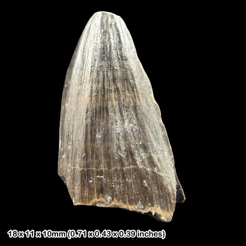 Ichthyosaur tooth fossil - ichthyosaur,