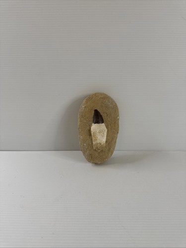 Mosasaur tooth fossil - fossil, in