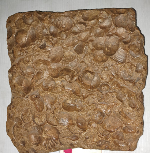 Late cretaceous marine - cretaceous,